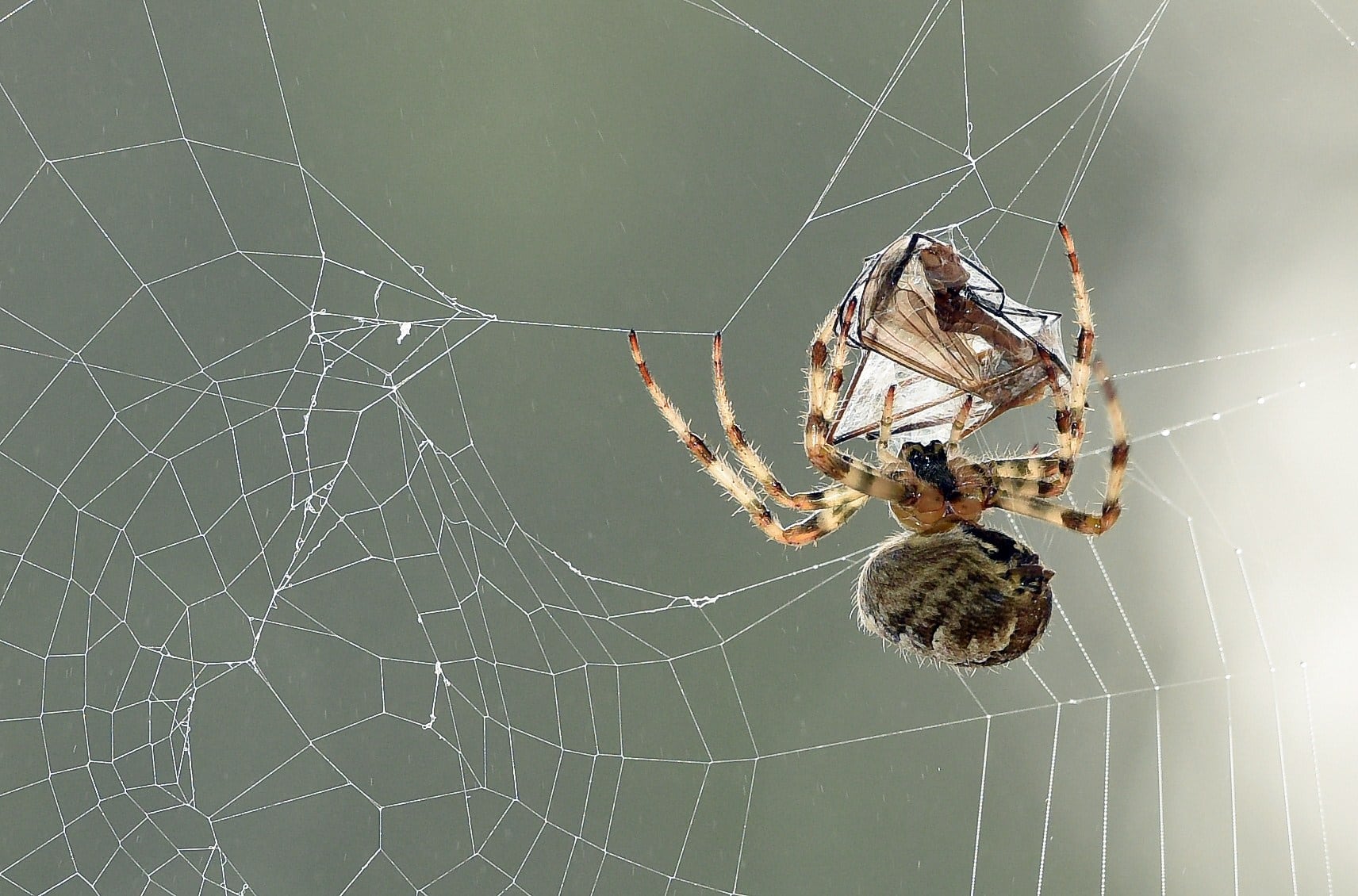 A European garden spider (Araneus diadematus) wraps its prey, a mosquito, in silk on Sept.16, 2014, in Lille, France.